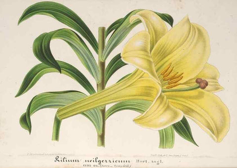 Reproducción/Reproduction 49687991396: L'Illustration horticole :. Gand, Belgium :Imprimerie et lithographie de F. et E. Gyselnyck,1854-1896.. 