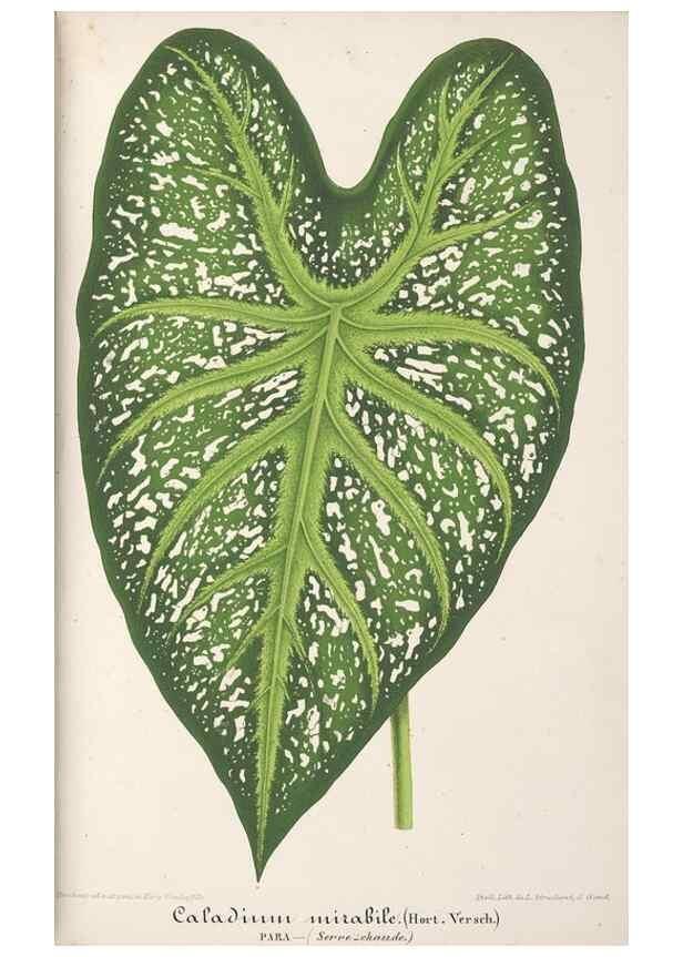 Reproducción/Reproduction 49687458253: L'Illustration horticole :. Gand, Belgium :Imprimerie et lithographie de F. et E. Gyselnyck,1854-1896.. 