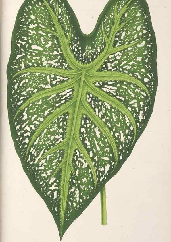 Reproducción/Reproduction 49687458253: L'Illustration horticole :. Gand, Belgium :Imprimerie et lithographie de F. et E. Gyselnyck,1854-1896.. 