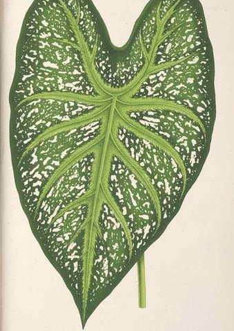Reproducción/Reproduction 49687458253: L'Illustration horticole :. Gand, Belgium :Imprimerie et lithographie de F. et E. Gyselnyck,1854-1896.. 