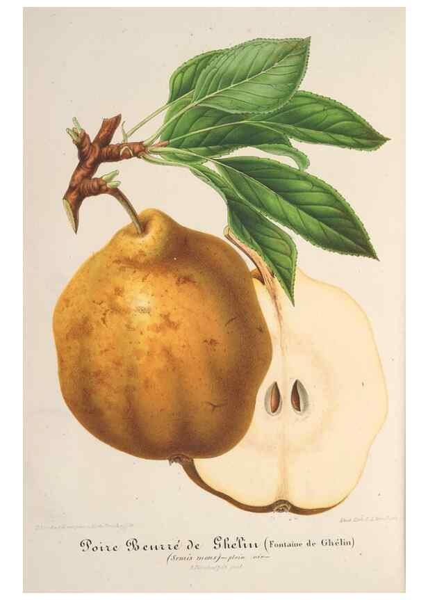 Reproducción/Reproduction 49687942081: L'Illustration horticole :. Gand, Belgium :Imprimerie et lithographie de F. et E. Gyselnyck,1854-1896.. 