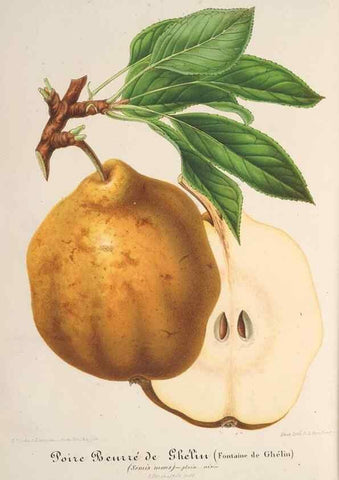 Reproducción/Reproduction 49687942081: L'Illustration horticole :. Gand, Belgium :Imprimerie et lithographie de F. et E. Gyselnyck,1854-1896.. 