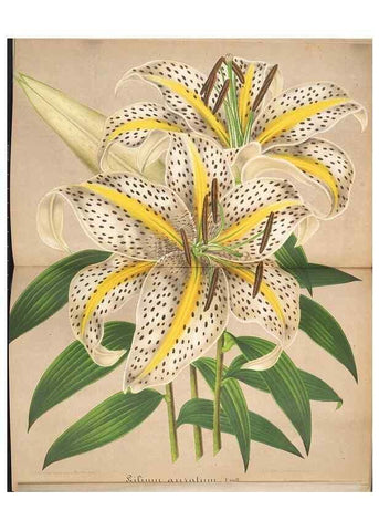 Reproducción/Reproduction 49687941831: L'Illustration horticole :. Gand, Belgium :Imprimerie et lithographie de F. et E. Gyselnyck,1854-1896.. 