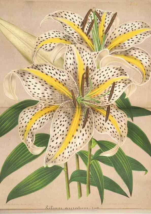 Reproducción/Reproduction 49687941831: L'Illustration horticole :. Gand, Belgium :Imprimerie et lithographie de F. et E. Gyselnyck,1854-1896.. 