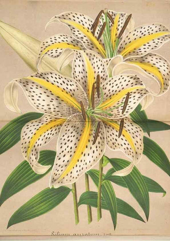 Reproducción/Reproduction 49687941831: L'Illustration horticole :. Gand, Belgium :Imprimerie et lithographie de F. et E. Gyselnyck,1854-1896.. 