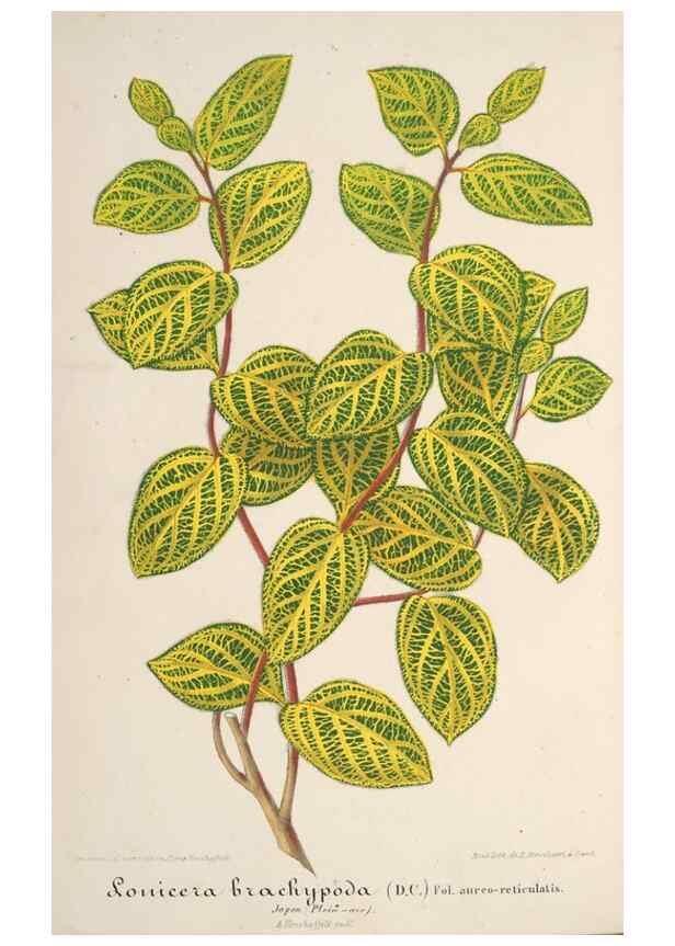 Reproducción/Reproduction 49687408233: L'Illustration horticole :. Gand, Belgium :Imprimerie et lithographie de F. et E. Gyselnyck,1854-1896.. 