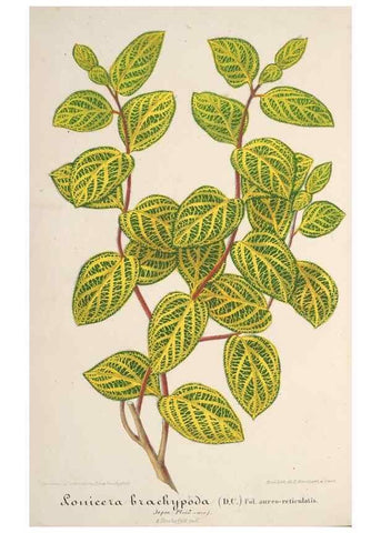 Reproducción/Reproduction 49687408233: L'Illustration horticole :. Gand, Belgium :Imprimerie et lithographie de F. et E. Gyselnyck,1854-1896.. 