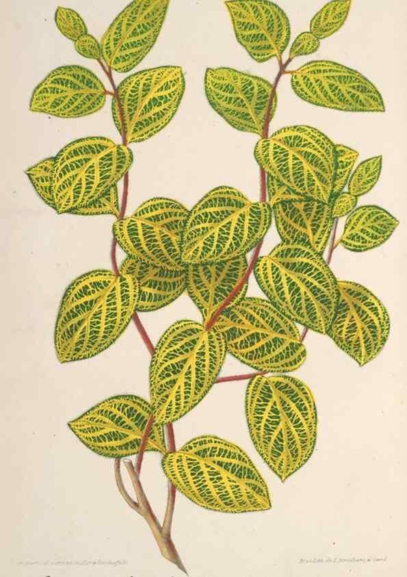 Reproducción/Reproduction 49687408233: L'Illustration horticole :. Gand, Belgium :Imprimerie et lithographie de F. et E. Gyselnyck,1854-1896.. 