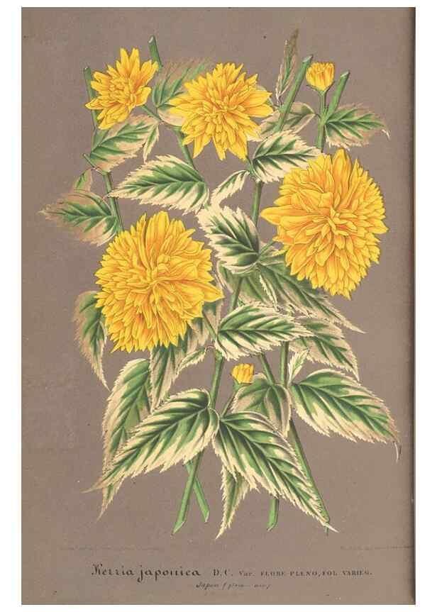 Reproducción/Reproduction 49688244302: L'Illustration horticole :. Gand, Belgium :Imprimerie et lithographie de F. et E. Gyselnyck,1854-1896.. 