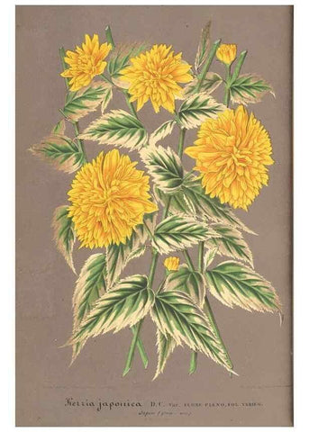 Reproducción/Reproduction 49688244302: L'Illustration horticole :. Gand, Belgium :Imprimerie et lithographie de F. et E. Gyselnyck,1854-1896.. 
