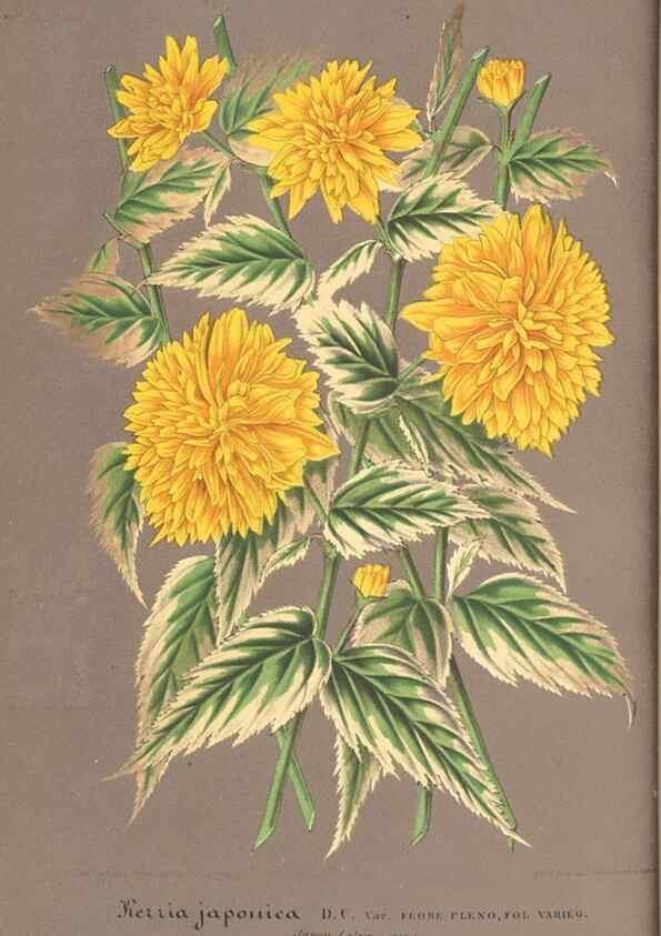 Reproducción/Reproduction 49688244302: L'Illustration horticole :. Gand, Belgium :Imprimerie et lithographie de F. et E. Gyselnyck,1854-1896.. 