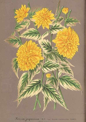 Reproducción/Reproduction 49688244302: L'Illustration horticole :. Gand, Belgium :Imprimerie et lithographie de F. et E. Gyselnyck,1854-1896.. 