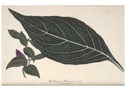 Reproducción/Reproduction 49687403553: L'Illustration horticole :. Gand, Belgium :Imprimerie et lithographie de F. et E. Gyselnyck,1854-1896.. 