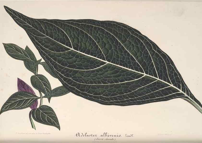 Reproducción/Reproduction 49687403553: L'Illustration horticole :. Gand, Belgium :Imprimerie et lithographie de F. et E. Gyselnyck,1854-1896.. 