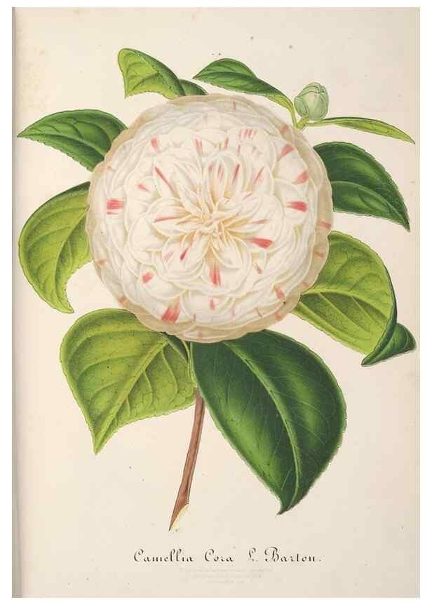Reproducción/Reproduction 49688240122: L'Illustration horticole :. Gand, Belgium :Imprimerie et lithographie de F. et E. Gyselnyck,1854-1896.. 
