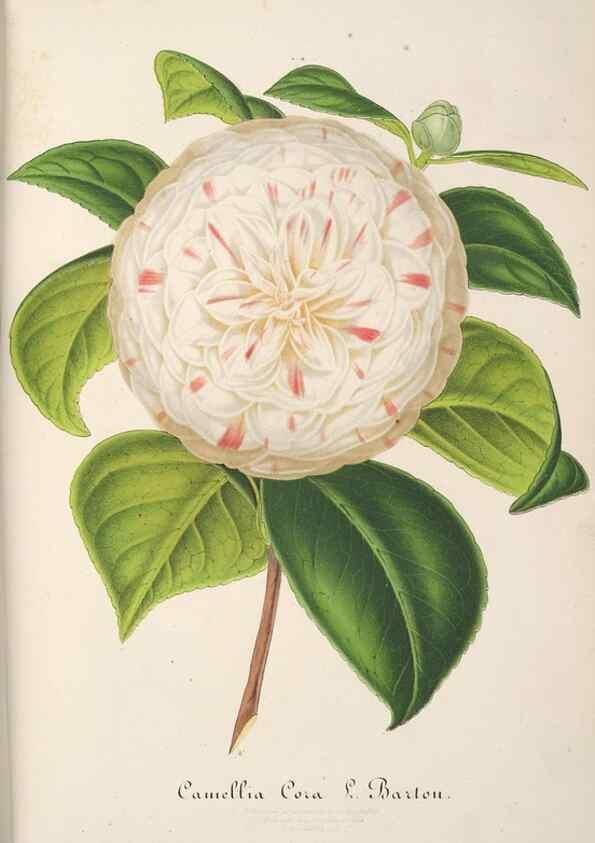 Reproducción/Reproduction 49688240122: L'Illustration horticole :. Gand, Belgium :Imprimerie et lithographie de F. et E. Gyselnyck,1854-1896.. 