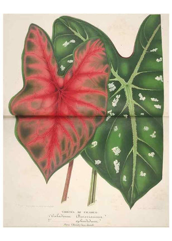 Reproducción/Reproduction 49687937216: L'Illustration horticole :. Gand, Belgium :Imprimerie et lithographie de F. et E. Gyselnyck,1854-1896.. 