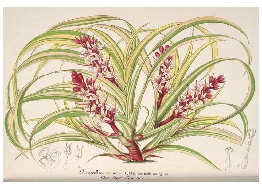 Reproducción/Reproduction 49688240832: L'Illustration horticole :. Gand, Belgium :Imprimerie et lithographie de F. et E. Gyselnyck,1854-1896.. 