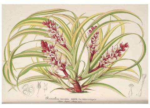 Reproducción/Reproduction 49688240832: L'Illustration horticole :. Gand, Belgium :Imprimerie et lithographie de F. et E. Gyselnyck,1854-1896.. 