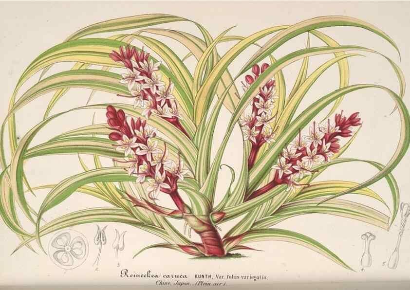 Reproducción/Reproduction 49688240832: L'Illustration horticole :. Gand, Belgium :Imprimerie et lithographie de F. et E. Gyselnyck,1854-1896.. 