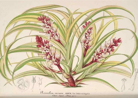 Reproducción/Reproduction 49688240832: L'Illustration horticole :. Gand, Belgium :Imprimerie et lithographie de F. et E. Gyselnyck,1854-1896.. 