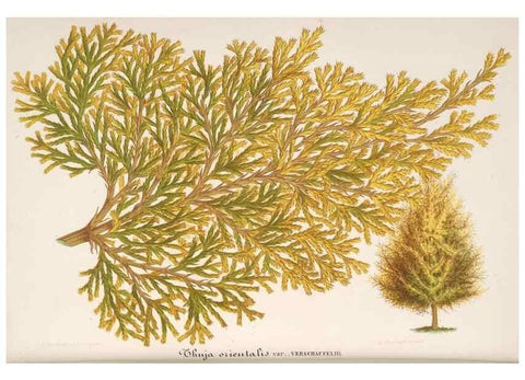 Reproducción/Reproduction 49688241077: L'Illustration horticole :. Gand, Belgium :Imprimerie et lithographie de F. et E. Gyselnyck,1854-1896.. 