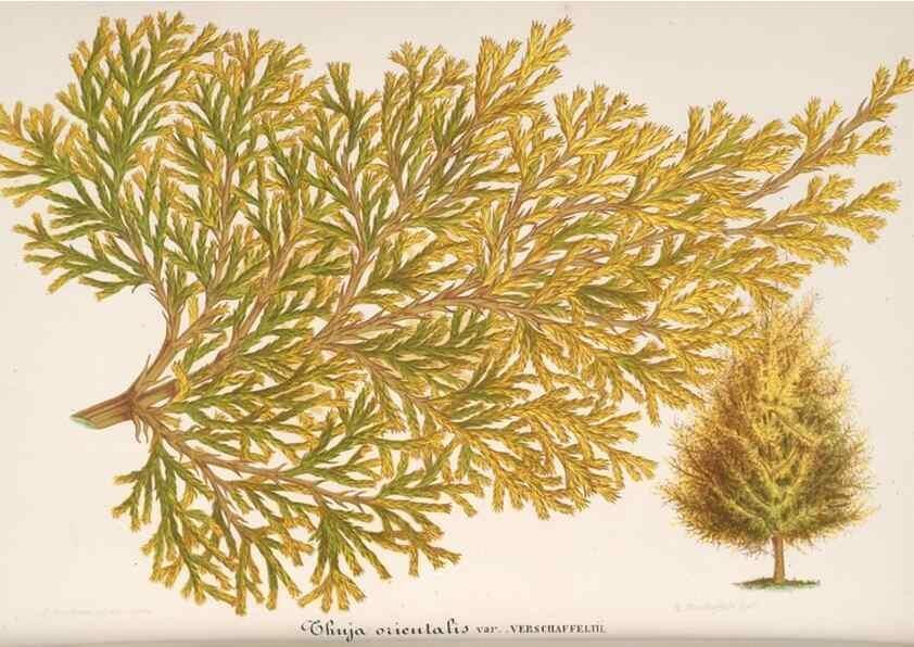 Reproducción/Reproduction 49688241077: L'Illustration horticole :. Gand, Belgium :Imprimerie et lithographie de F. et E. Gyselnyck,1854-1896.. 