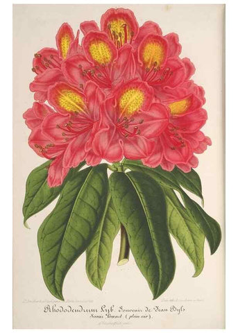 Reproducción/Reproduction 49687405098: L'Illustration horticole :. Gand, Belgium :Imprimerie et lithographie de F. et E. Gyselnyck,1854-1896.. 