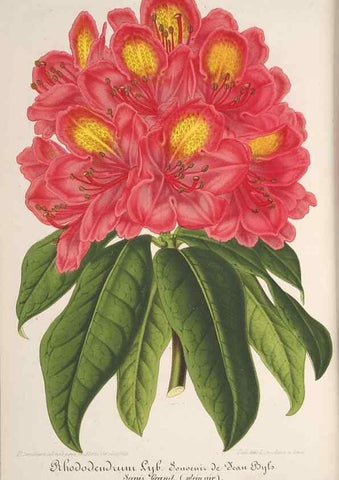 Reproducción/Reproduction 49687405098: L'Illustration horticole :. Gand, Belgium :Imprimerie et lithographie de F. et E. Gyselnyck,1854-1896.. 