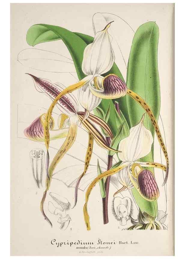 Reproducción/Reproduction 49687458713: L'Illustration horticole :. Gand, Belgium :Imprimerie et lithographie de F. et E. Gyselnyck,1854-1896.. 