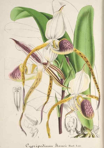 Reproducción/Reproduction 49687458713: L'Illustration horticole :. Gand, Belgium :Imprimerie et lithographie de F. et E. Gyselnyck,1854-1896.. 