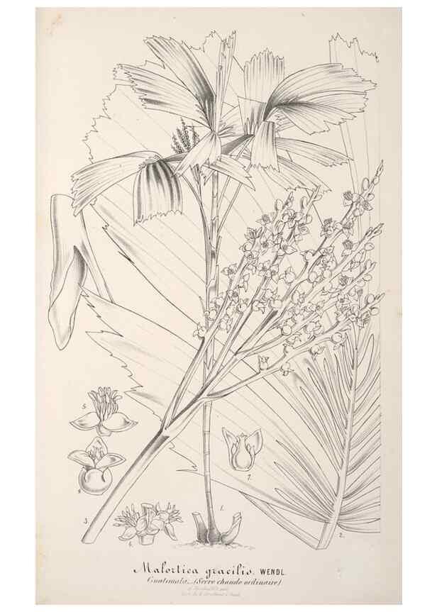 Reproducción/Reproduction 49687938271: L'Illustration horticole :. Gand, Belgium :Imprimerie et lithographie de F. et E. Gyselnyck,1854-1896.. 