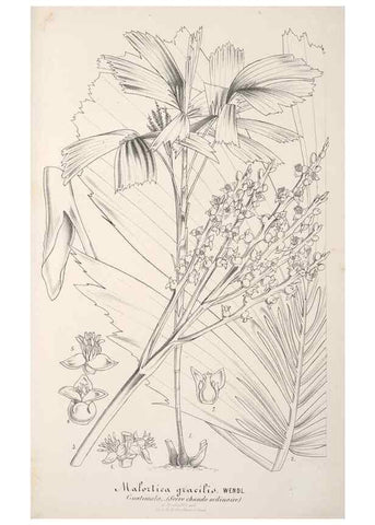 Reproducción/Reproduction 49687938271: L'Illustration horticole :. Gand, Belgium :Imprimerie et lithographie de F. et E. Gyselnyck,1854-1896.. 
