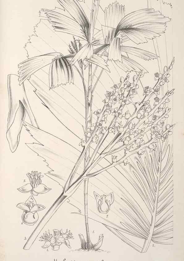 Reproducción/Reproduction 49687938271: L'Illustration horticole :. Gand, Belgium :Imprimerie et lithographie de F. et E. Gyselnyck,1854-1896.. 