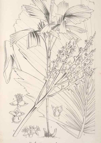 Reproducción/Reproduction 49687938271: L'Illustration horticole :. Gand, Belgium :Imprimerie et lithographie de F. et E. Gyselnyck,1854-1896.. 