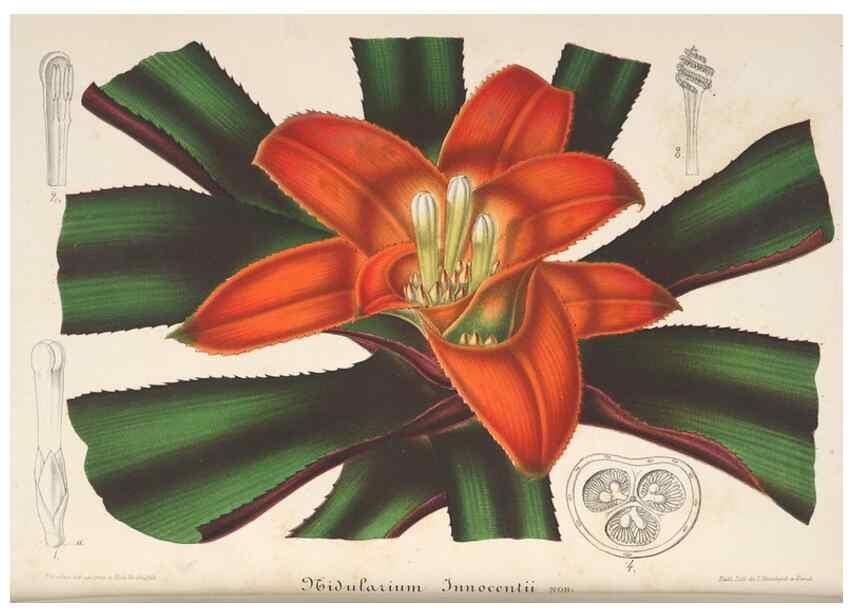 Reproducción/Reproduction 49688242187: L'Illustration horticole :. Gand, Belgium :Imprimerie et lithographie de F. et E. Gyselnyck,1854-1896.. 