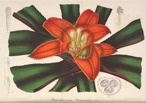 Reproducción/Reproduction 49688242187: L'Illustration horticole :. Gand, Belgium :Imprimerie et lithographie de F. et E. Gyselnyck,1854-1896.. 