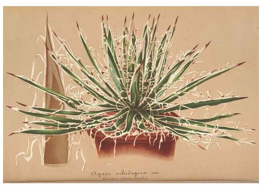 Reproducción/Reproduction 49687939001: L'Illustration horticole :. Gand, Belgium :Imprimerie et lithographie de F. et E. Gyselnyck,1854-1896.. 