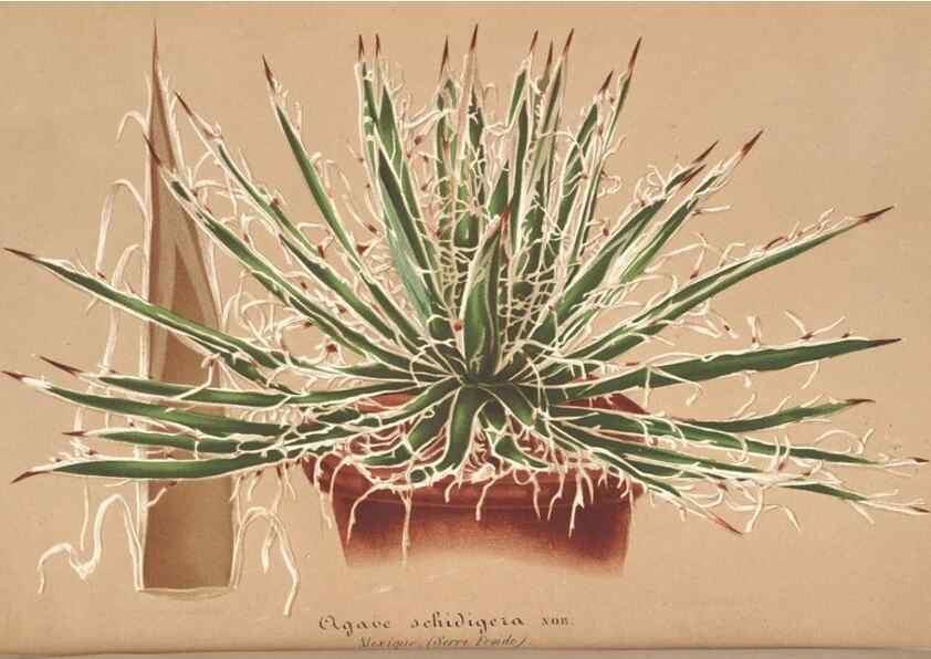 Reproducción/Reproduction 49687939001: L'Illustration horticole :. Gand, Belgium :Imprimerie et lithographie de F. et E. Gyselnyck,1854-1896.. 
