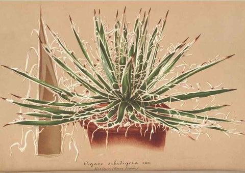 Reproducción/Reproduction 49687939001: L'Illustration horticole :. Gand, Belgium :Imprimerie et lithographie de F. et E. Gyselnyck,1854-1896.. 