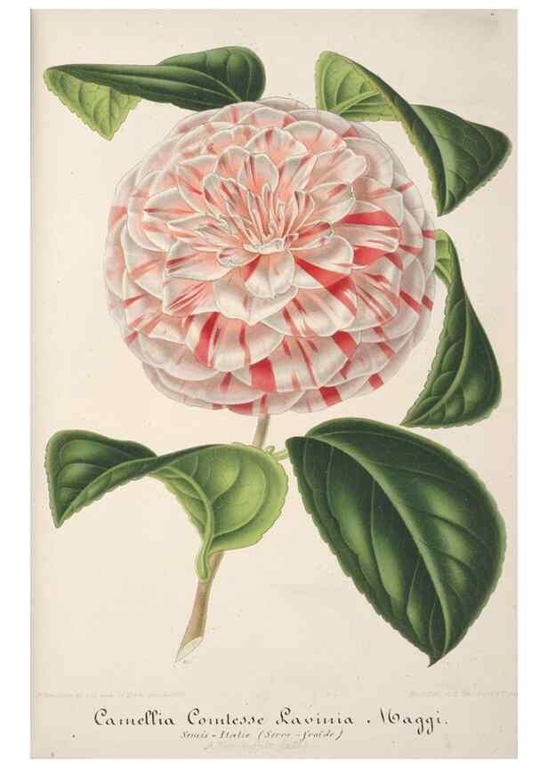 Reproducción/Reproduction 49688242727: L'Illustration horticole :. Gand, Belgium :Imprimerie et lithographie de F. et E. Gyselnyck,1854-1896.. 