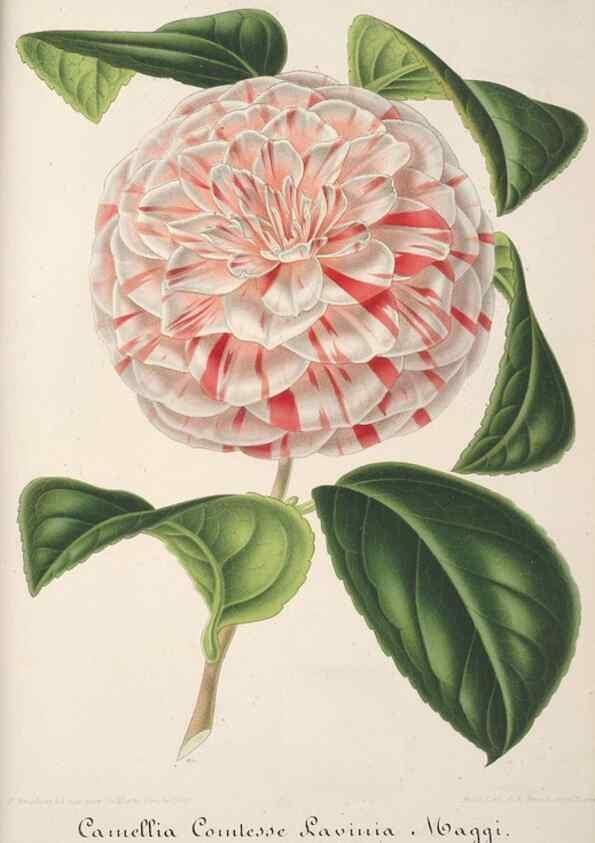Reproducción/Reproduction 49688242727: L'Illustration horticole :. Gand, Belgium :Imprimerie et lithographie de F. et E. Gyselnyck,1854-1896.. 
