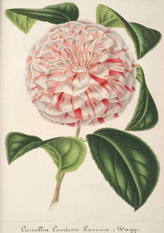 Reproducción/Reproduction 49688242727: L'Illustration horticole :. Gand, Belgium :Imprimerie et lithographie de F. et E. Gyselnyck,1854-1896.. 