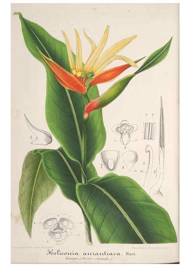 Reproducción/Reproduction 49687406678: L'Illustration horticole :. Gand, Belgium :Imprimerie et lithographie de F. et E. Gyselnyck,1854-1896.. 