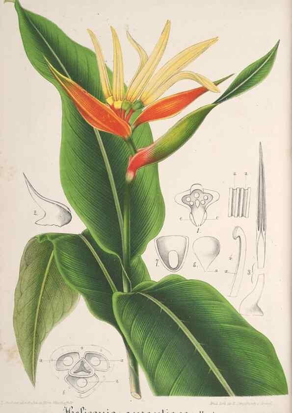 Reproducción/Reproduction 49687406678: L'Illustration horticole :. Gand, Belgium :Imprimerie et lithographie de F. et E. Gyselnyck,1854-1896.. 