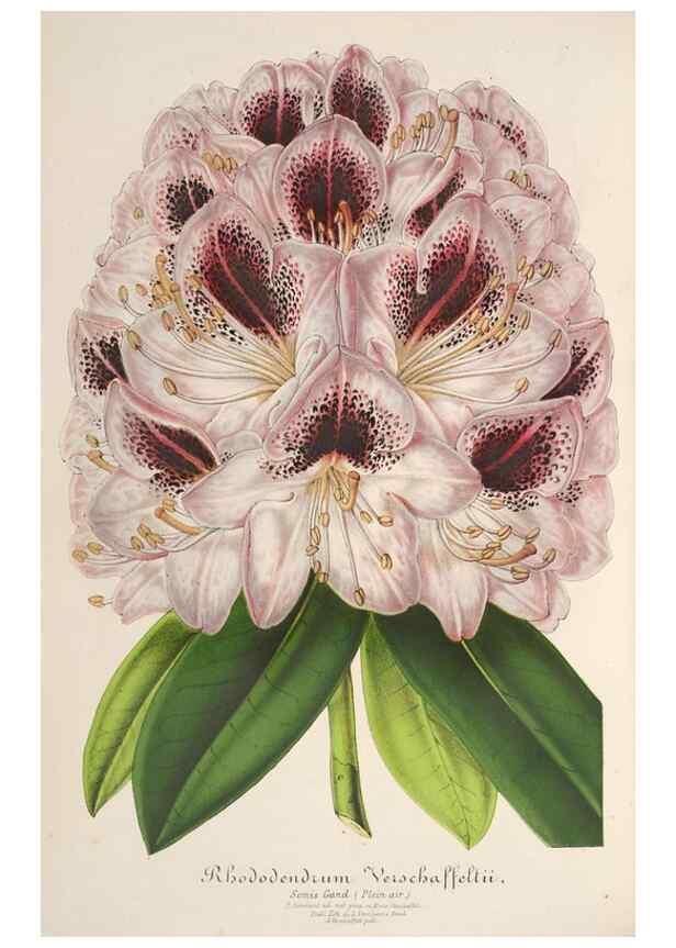 Reproducción/Reproduction 49687407038: L'Illustration horticole :. Gand, Belgium :Imprimerie et lithographie de F. et E. Gyselnyck,1854-1896.. 
