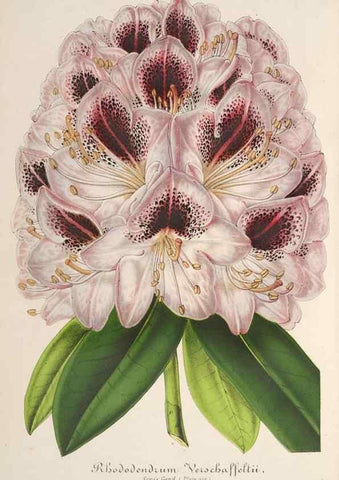 Reproducción/Reproduction 49687407038: L'Illustration horticole :. Gand, Belgium :Imprimerie et lithographie de F. et E. Gyselnyck,1854-1896.. 