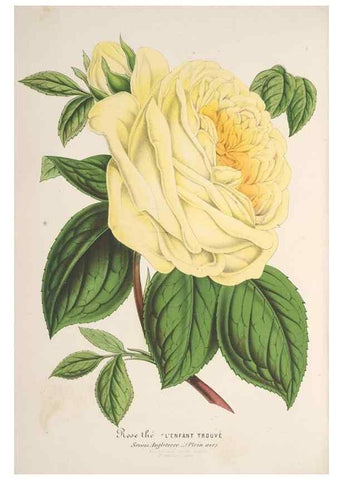 Reproducción/Reproduction 49688243602: L'Illustration horticole :. Gand, Belgium :Imprimerie et lithographie de F. et E. Gyselnyck,1854-1896.. 