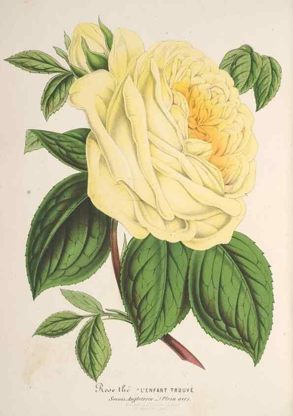 Reproducción/Reproduction 49688243602: L'Illustration horticole :. Gand, Belgium :Imprimerie et lithographie de F. et E. Gyselnyck,1854-1896.. 