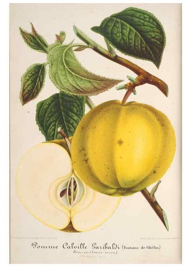 Reproducción/Reproduction 49687940596: L'Illustration horticole :. Gand, Belgium :Imprimerie et lithographie de F. et E. Gyselnyck,1854-1896.. 